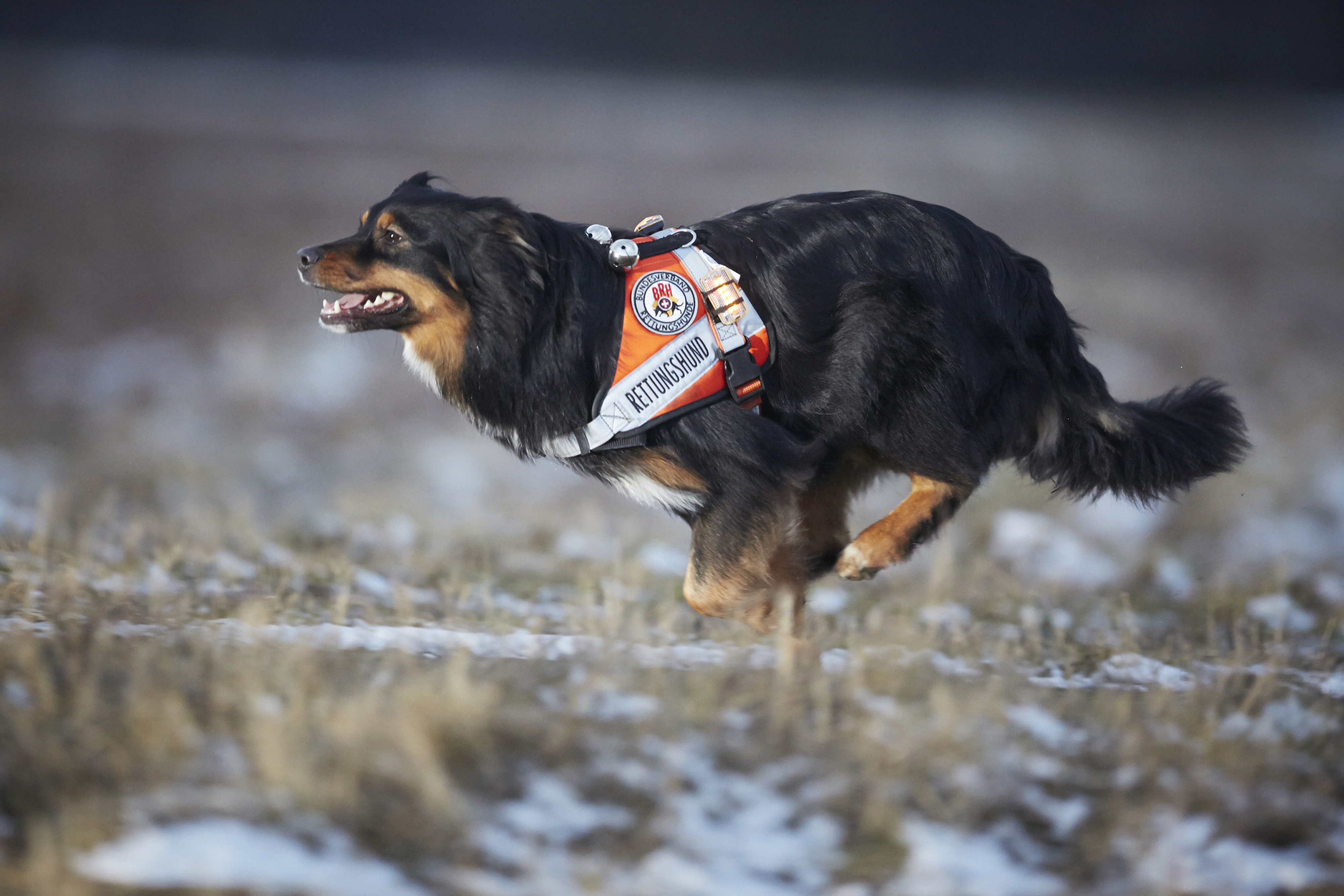 Basisausbildung Hund